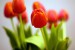 kytky-tulipan
